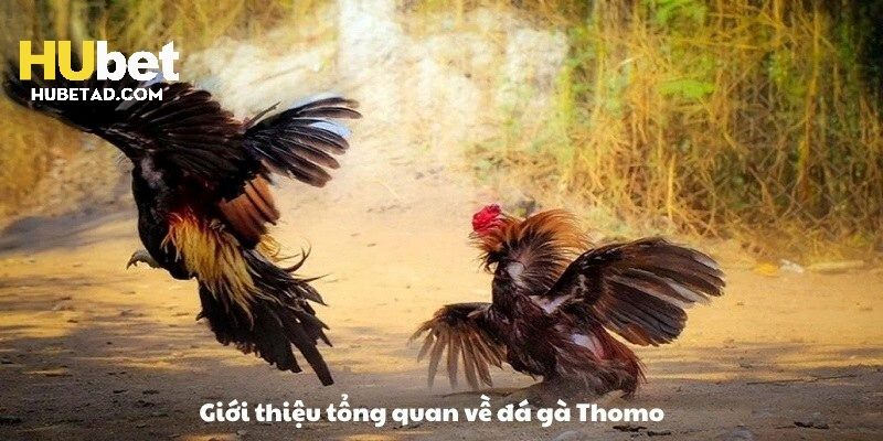 Trường gà Thomo diễn ra các cuộc tranh tài thú vị