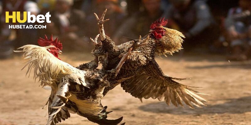 Nền tảng cập nhật nhiều trận đấu đầy sôi động